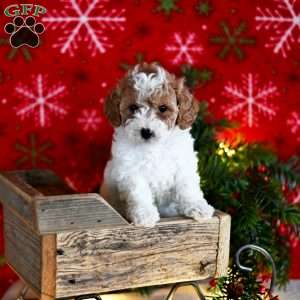 Trista, Miniature Poodle Puppy